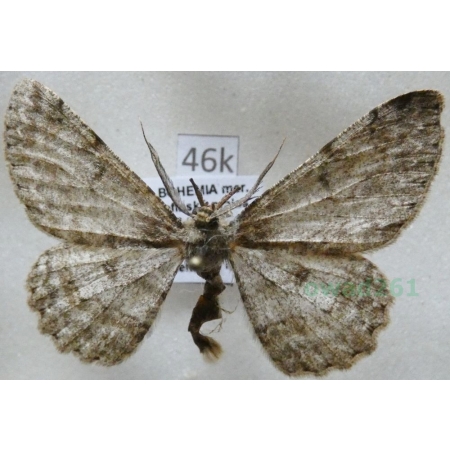 Hypomecis punctinalis (Scopoli, 1763) male Przylepek nakropek Czech46k